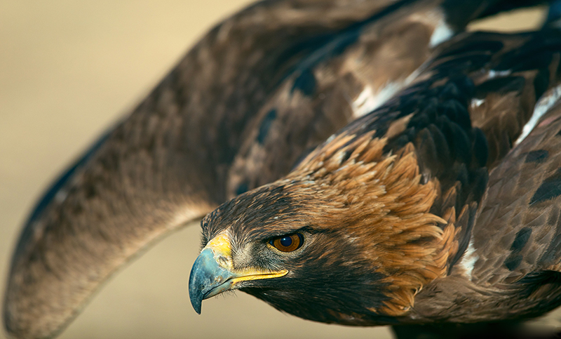 eagle mongolia 